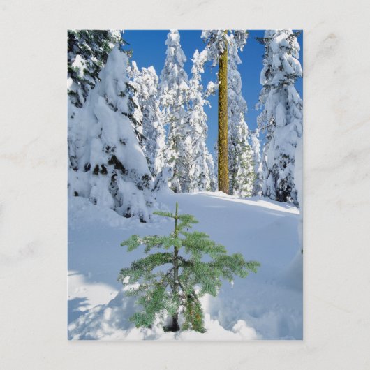 Besneeuwd bos in Oregon Briefkaart (Voorkant)