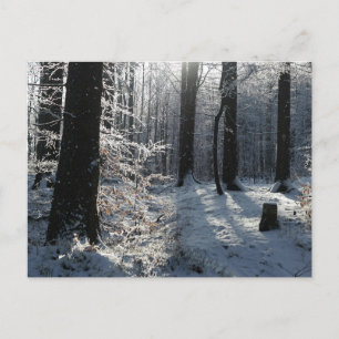 Besneeuwd winterbos pad briefkaart