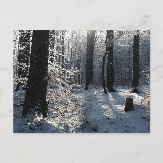 Besneeuwd winterbos pad briefkaart (Voorkant)