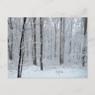 Besneeuwd Witte Populierenbos Briefkaart