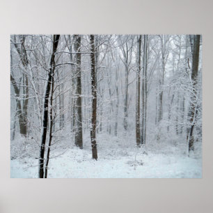 Besneeuwd Witte Populierenbos Poster