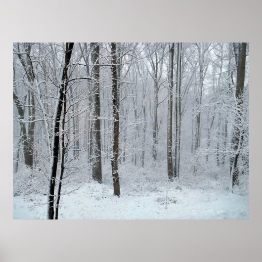 Besneeuwd Witte Populierenbos Poster (Voorkant)