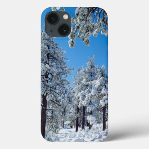 Besneeuwde bomen in de Laguna Mountains iPhone 13 Hoesje