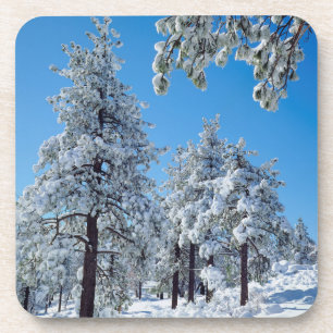Besneeuwde bomen in de Laguna Mountains Drankjes Onderzetter