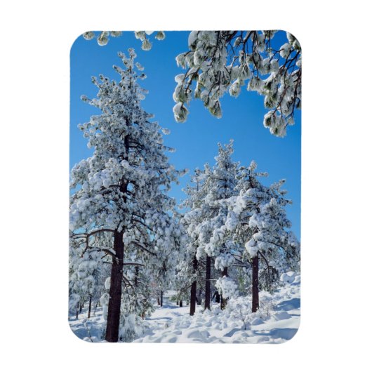 Besneeuwde bomen in de Laguna Mountains Magneet (Verticaal)