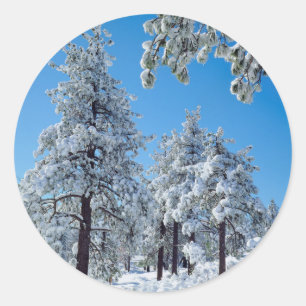 Besneeuwde bomen in de Laguna Mountains Ronde Sticker