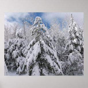 Besneeuwde Bomen Poster