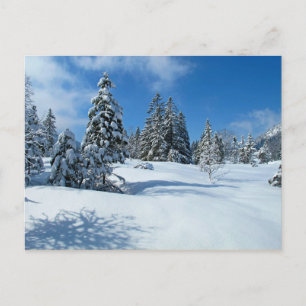 Besneeuwde bomen, winterlandschap briefkaart