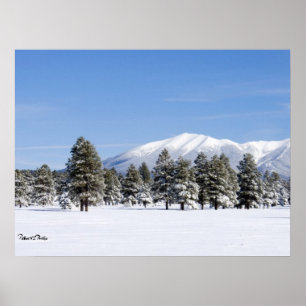 Besneeuwde dennen & San Francisco Peaks Arizona Poster