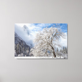 besneeuwde eik canvas afdruk