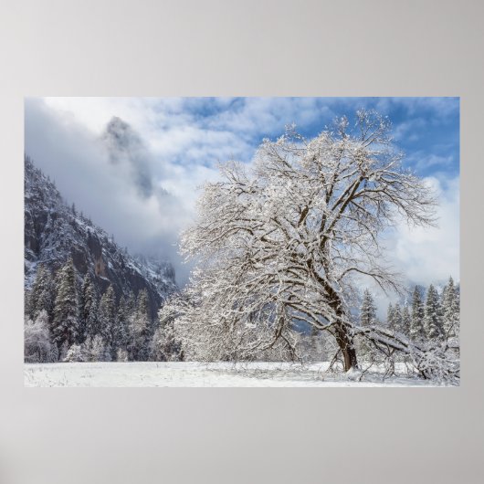 besneeuwde eik poster (Voorkant)