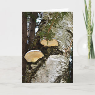 Besneeuwde paddenstoelen op berkenboom  kaart