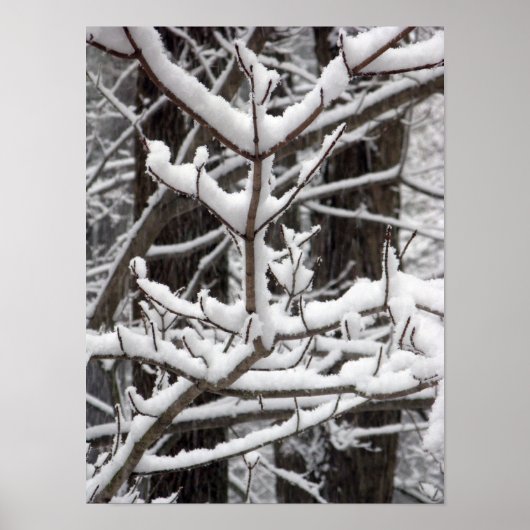 Besneeuwde takken poster (Voorkant)
