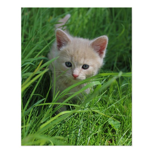 besnoeiing perfect poster (Voorkant)