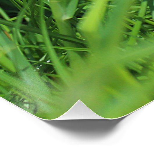 besnoeiing perfect poster (Hoek)