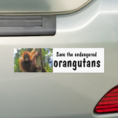 Bespaar bedreigde orangutanen bumpersticker (Op auto)