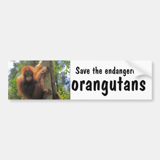 Bespaar bedreigde orangutanen bumpersticker (Voorkant)