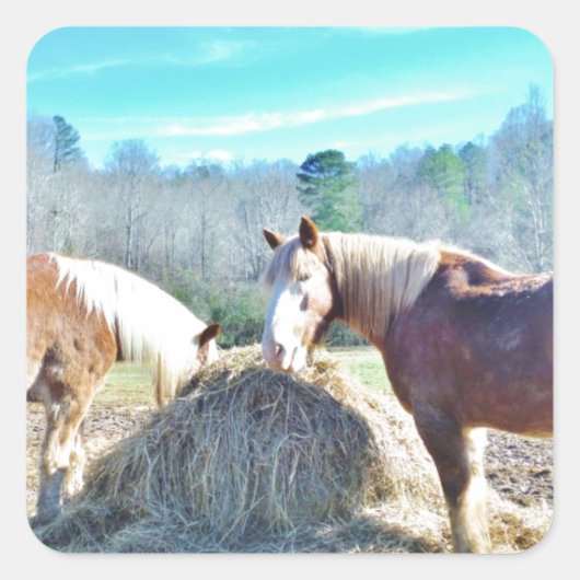 Bespaar conceptpaarden die hooi eten vierkante sticker (Voorkant)