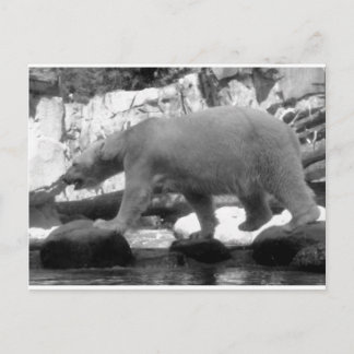 BESPAAR DE POLAIRE BEREN BRIEFKAART