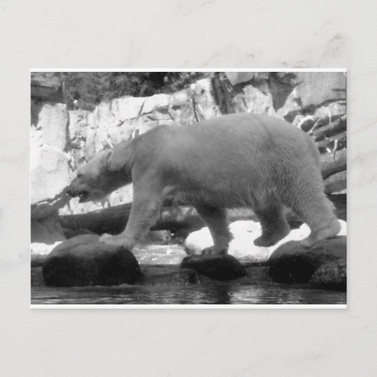 BESPAAR DE POLAIRE BEREN BRIEFKAART (Voorkant)