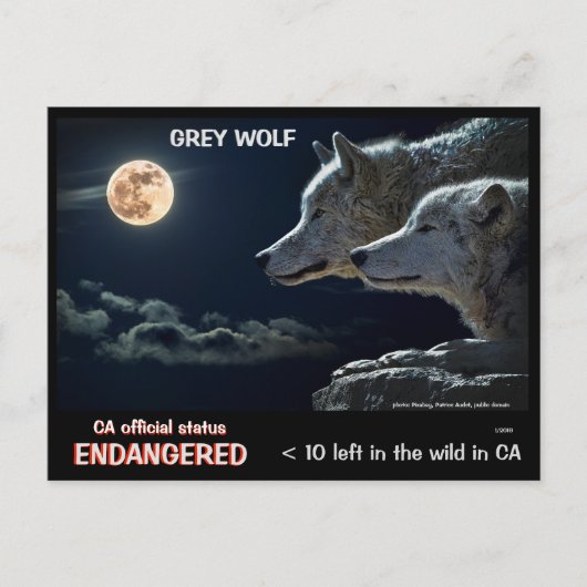 BESPAAR DE WOLVES! - BRIEFKAART (Voorkant)