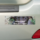 BESPAAR LEVEN!Spay en Neuter Bumpersticker (Op auto)