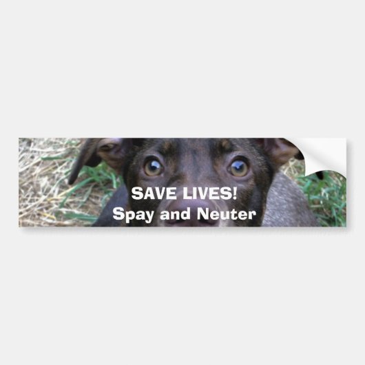 BESPAAR LEVEN!Spay en Neuter Bumpersticker (Voorkant)