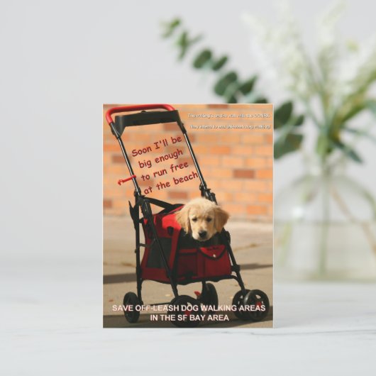 Bespaar op de losse Dog Walking Congreslid Pelosi! Briefkaart (Staand voorkant)