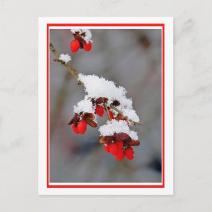 bessen met sneeuw briefkaart