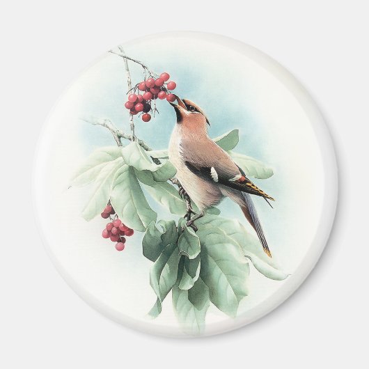 Bessen om te eten magneet (Voorkant)