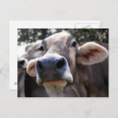 Bessy zegt Hi Wenskaart Briefkaart (Voorkant / Achterkant)