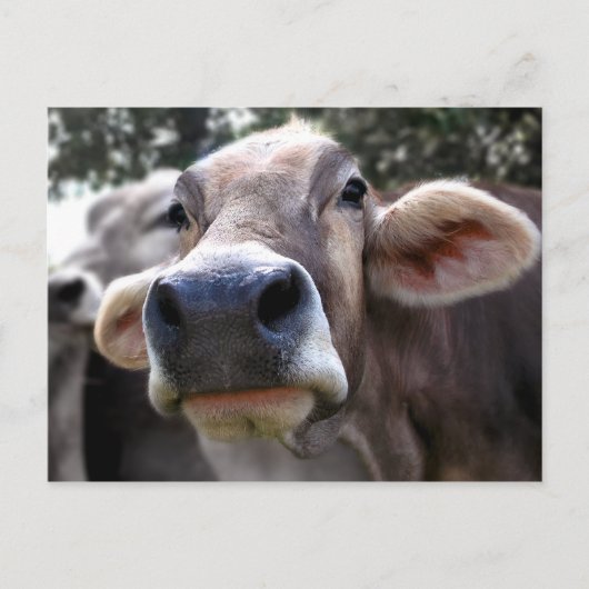 Bessy zegt Hi Wenskaart Briefkaart (Voorkant)