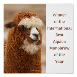 Best Alpaca Monobrow Perfect Poster