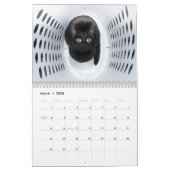 Best Cats Kalender (Mar 2026)