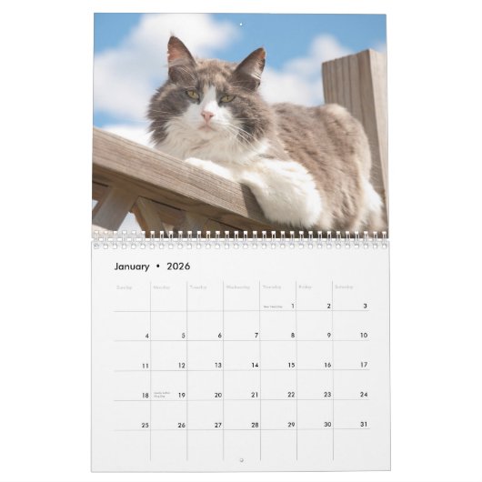 Best Cats Kalender (Jan 2026)
