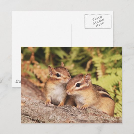 Best Friends Baby Chipmunks Briefkaart (Voorkant / Achterkant)