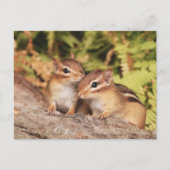 Best Friends Baby Chipmunks Briefkaart (Voorkant)