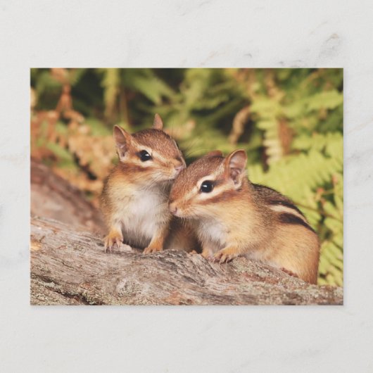 Best Friends Baby Chipmunks Briefkaart (Voorkant)