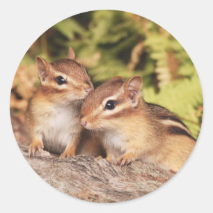 Best Friends Baby Chipmunks Ronde Sticker