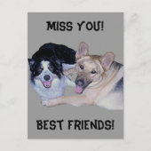Best Friends Border Collie & German Shepherd Briefkaart (Voorkant)