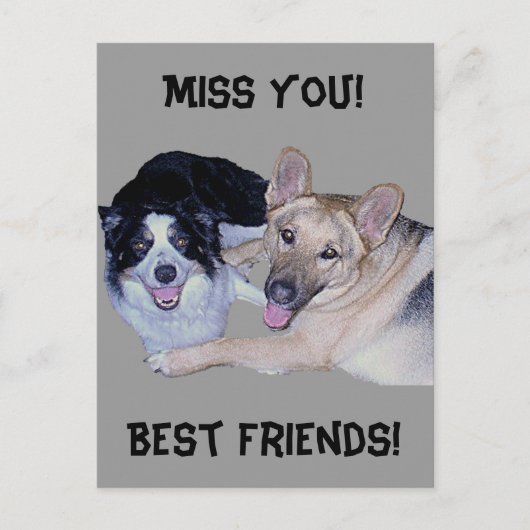 Best Friends Border Collie & German Shepherd Briefkaart (Voorkant)