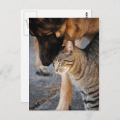 Best Friends-Cat & German Shepherd Post Cards Briefkaart (Voorkant / Achterkant)
