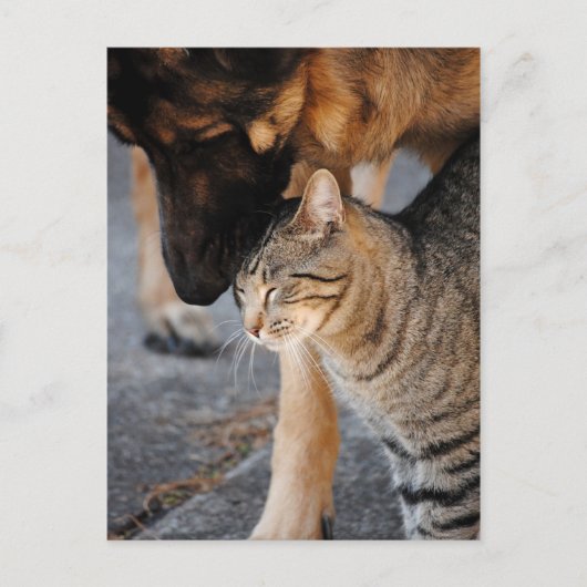 Best Friends-Cat & German Shepherd Post Cards Briefkaart (Voorkant)