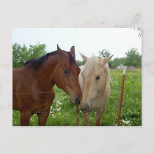 Best Friends Forever - Paarden Briefkaart