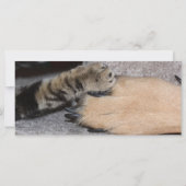 Best Friends Forever, Shirley Taylor (Achterkant)