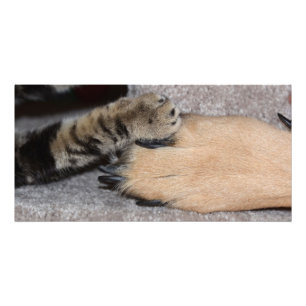 Best Friends Forever, Shirley Taylor Foto Afdruk