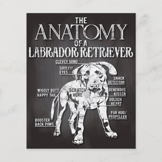 Best geschetst de anatomie van een labrador-terugw flyer (Voorkant)