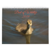 Best of Wildlife 2019 Kalender (Hoes)