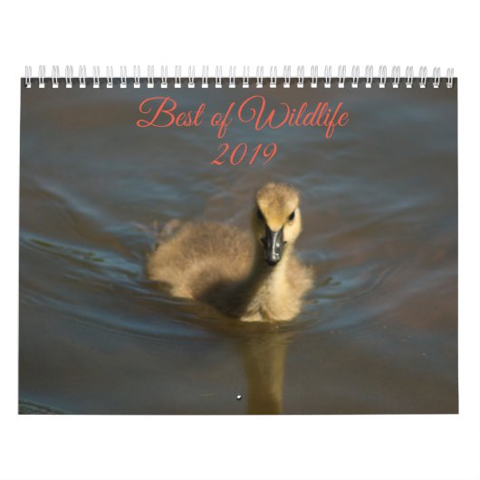Best of Wildlife 2019 Kalender (Hoes)