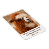 Beste Alpaca Monowenkbrauw Magneet (Rechterzijde)
